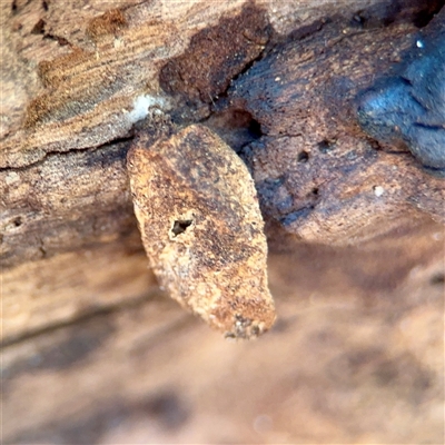 Psychidae (family) IMMATURE at Murrumbateman, NSW - 15 Oct 2025 by Hejor1