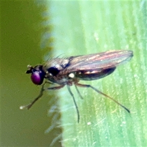 Hydrellia sp. (genus) at Murrumbateman, NSW - Today by Hejor1