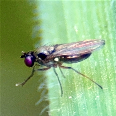 Hydrellia sp. (genus) at Murrumbateman, NSW - 15 Oct 2025 by Hejor1
