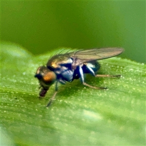 Dolichopodidae (family) at Murrumbateman, NSW - Today by Hejor1