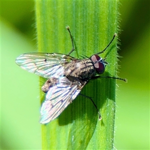 Helina sp. (genus) at Murrumbateman, NSW - Today by Hejor1