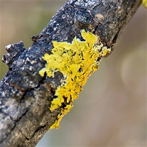 Xanthoria sp. (genus) at Murrumbateman, NSW - Today by Hejor1