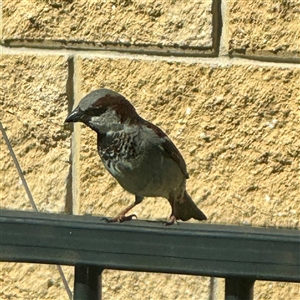 Passer domesticus at Murrumbateman, NSW - Today by Hejor1