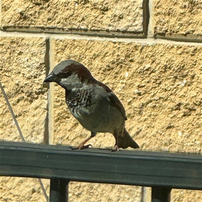 Passer domesticus at Murrumbateman, NSW - 15 Oct 2025 by Hejor1