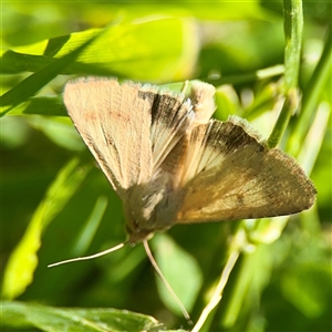 Helicoverpa (genus) (A bollworm) at Murrumbateman, NSW - Today by Hejor1