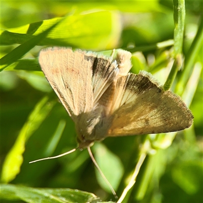 Helicoverpa (genus) (A bollworm) at Murrumbateman, NSW - 15 Oct 2025 by Hejor1