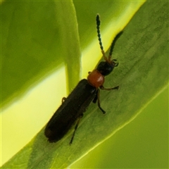 Heteromastix sp. (genus) (Soldier beetle) at Murrumbateman, NSW - 15 Oct 2025 by Hejor1