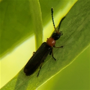Heteromastix sp. (genus) at Murrumbateman, NSW - Today by Hejor1