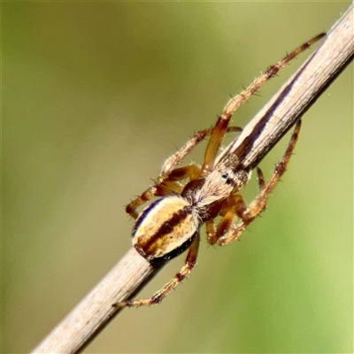 Salsa fuliginata at Murrumbateman, NSW - 15 Oct 2025 by Hejor1