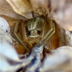 Runcinia sp. (genus) (A Grass Crab Spider) at Murrumbateman, NSW - 15 Oct 2025 by Hejor1