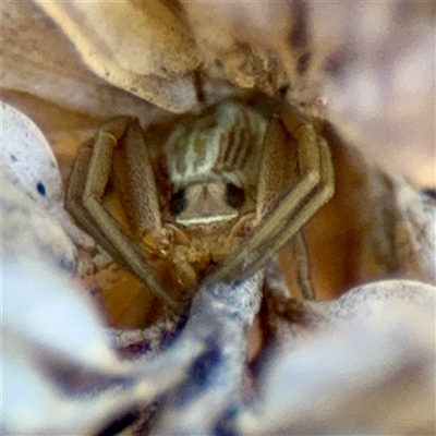 Runcinia sp. (genus) (A Grass Crab Spider) at Murrumbateman, NSW - 15 Oct 2025 by Hejor1
