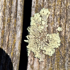 Flavoparmelia sp. at Murrumbateman, NSW - Today by Hejor1