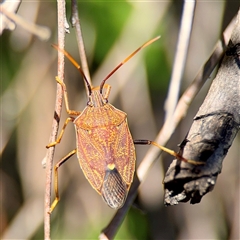 Poecilometis sp. (genus) at Murrumbateman, NSW - 15 Oct 2025 by Hejor1