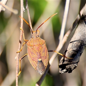 Poecilometis sp. (genus) at Murrumbateman, NSW - Today by Hejor1