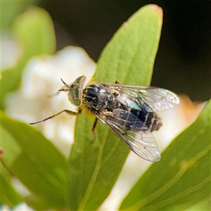 Dasybasis sp. (genus) at Murrumbateman, NSW - Today by Hejor1
