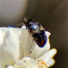 Dermestidae sp. (family) (Dermestid, carpet or hide beetles) at Murrumbateman, NSW - 15 Oct 2025 by Hejor1