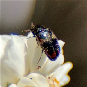 Dermestes sp. (genus) at Murrumbateman, NSW - Today by Hejor1