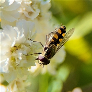 Simosyrphus grandicornis at Murrumbateman, NSW - Today by Hejor1