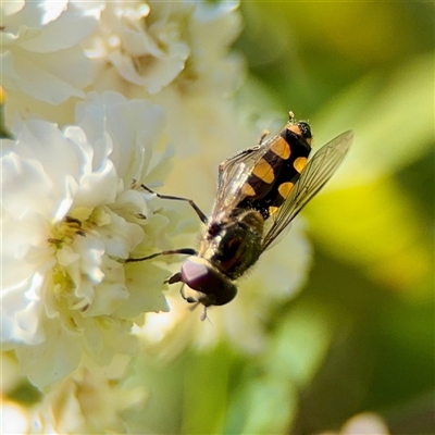 Simosyrphus grandicornis at Murrumbateman, NSW - 15 Oct 2025 by Hejor1