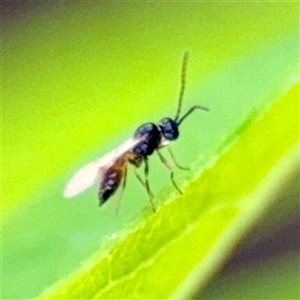 Braconidae (family) at Murrumbateman, NSW - Today by Hejor1