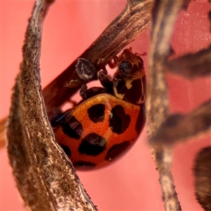 Harmonia conformis at Murrumbateman, NSW - Today by Hejor1