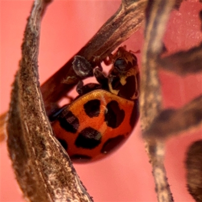 Harmonia conformis (Common Spotted Ladybird) at Murrumbateman, NSW - 15 Oct 2025 by Hejor1