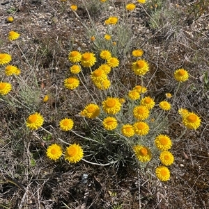 Leucochrysum albicans subsp. albicans at Mount Fairy, NSW - Today by JaneR