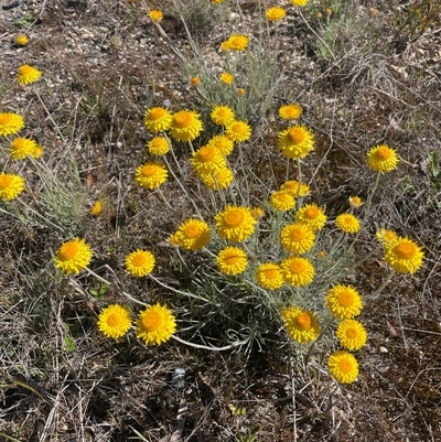 Leucochrysum albicans subsp. albicans (Hoary Sunray) at Mount Fairy, NSW - 15 Oct 2025 by JaneR