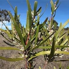 Hakea salicifolia subsp. salicifolia (Willow-leaved Hakea) at Yass River, NSW - 27 Sep 2025 by JonLewis