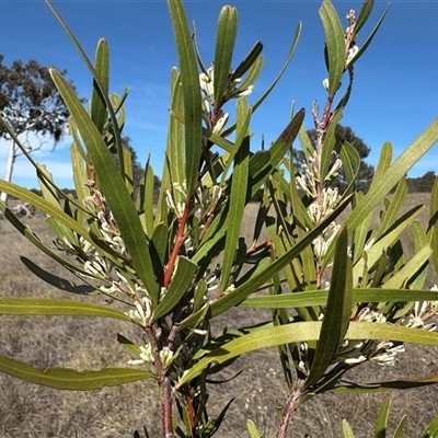 Hakea salicifolia subsp. salicifolia (Willow-leaved Hakea) at Yass River, NSW - 27 Sep 2025 by JonLewis