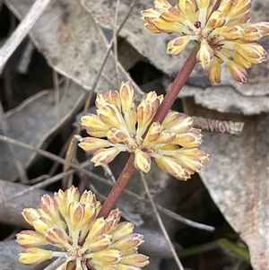 Lomandra multiflora at Lower Borough, NSW - Today by JaneR