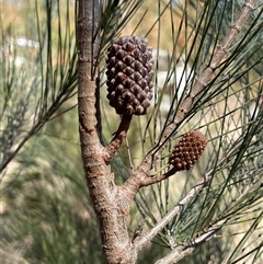 Allocasuarina littoralis (Black She-oak) at Lower Borough, NSW - 15 Oct 2025 by JaneR