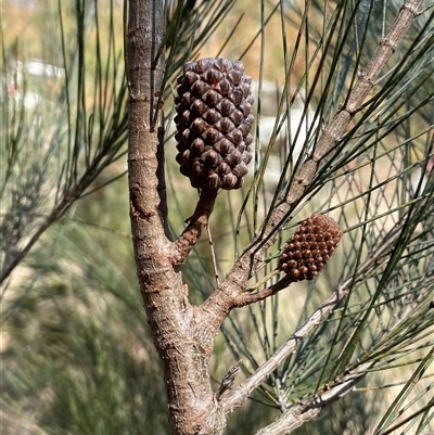 Allocasuarina littoralis (Black She-oak) at Lower Borough, NSW - 15 Oct 2025 by JaneR