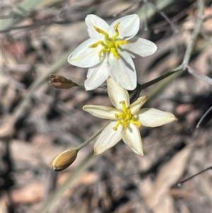 Thelionema umbellatum at Oallen, NSW - Today by JaneR