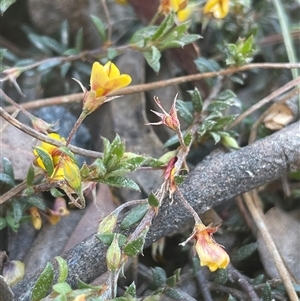 Pultenaea pedunculata at Oallen, NSW - Today by JaneR