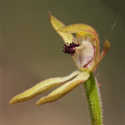 Caladenia transitoria (Green Caps) at Lower Borough, NSW - 15 Oct 2025 by RobG1