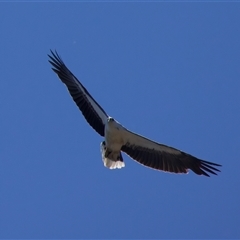 Icthyophaga leucogaster (White-bellied Sea-Eagle) by jb2602