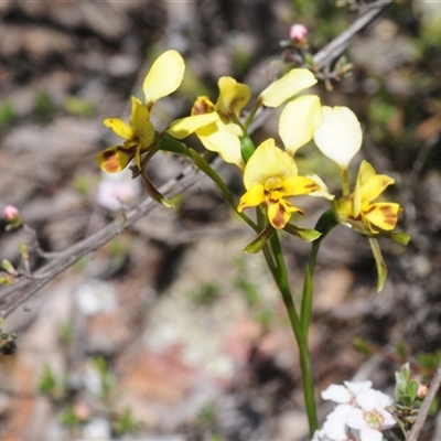 Diuris nigromontana (Black Mountain Leopard Orchid) at O'Connor, ACT - 8 Oct 2025 by Harrisi
