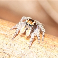 Maratus plumosus (Plumed Peacock Spider) at Kew, VIC - 14 Oct 2025 by Harrisi