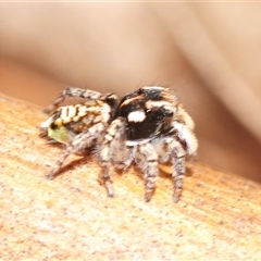 Maratus plumosus at Kew, VIC - 14 Oct 2025 11:48 AM