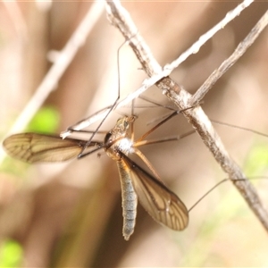 Unverified Other insect at Kew, VIC - 14 Oct 2025 by Harrisi