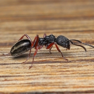 Dolichoderus scabridus at Paddys River, ACT - Yesterday by TimL
