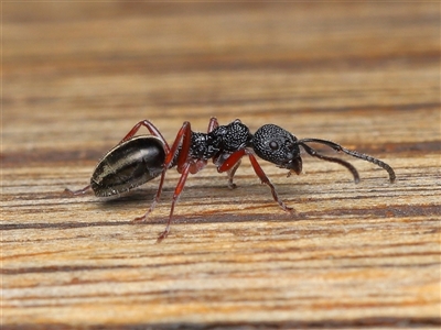 Dolichoderus scabridus (Dolly ant) at Paddys River, ACT - Yesterday by TimL