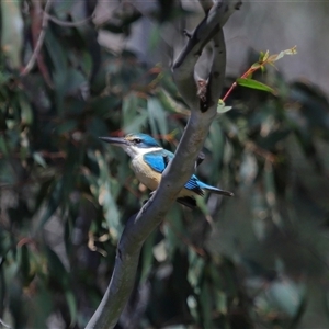 Todiramphus sanctus at Paddys River, ACT - Yesterday by TimL