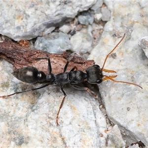 Myrmecia pyriformis at Paddys River, ACT - Yesterday by TimL