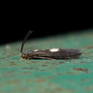 Unverified Concealer moth (Oecophoridae) at Paddys River, ACT - Yesterday by TimL