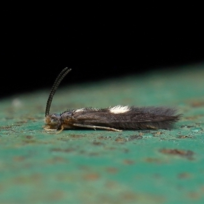 Hydroptilidae (family) at Paddys River, ACT - 15 Oct 2025 by TimL