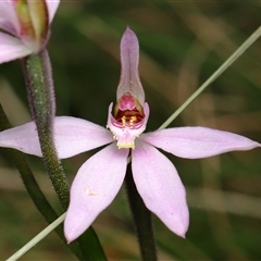 Caladenia carnea (Pink Fingers) at Paddys River, ACT - 15 Oct 2025 by TimL
