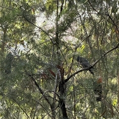 Callocephalon fimbriatum (Gang-gang Cockatoo) at Bucketty, NSW - Today by MartinPredavec