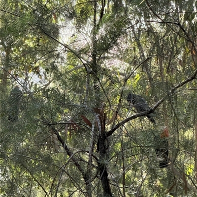 Callocephalon fimbriatum (Gang-gang Cockatoo) at Bucketty, NSW - Today by MartinPredavec